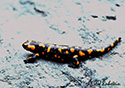 Salamandra salamandra salamandra